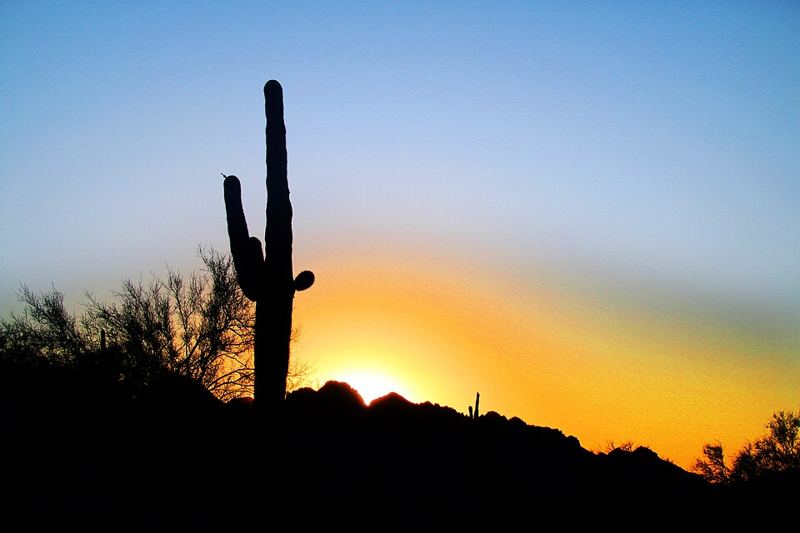 Saguaro cactus silhouetted against a desert sunset near Phoenix, Arizona