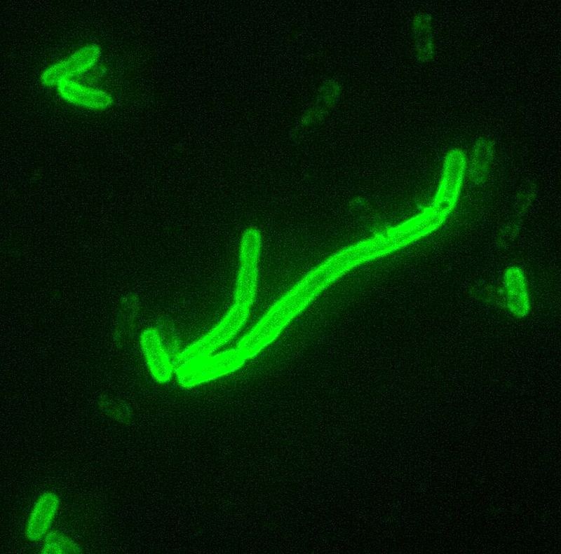 Fluorescent green rod-shaped Yersinia pestis bacteria, the cause of plague, seen under a microscope